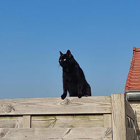 Villa De Blinker à Knokke-Le-Zoute Extérieur photo